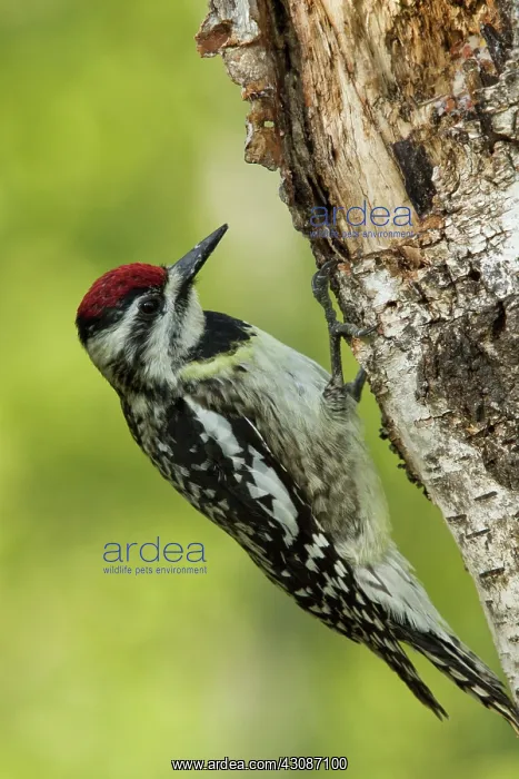 : Yellow-bellied Sapsucker : Yellow-bellied Sapsucker