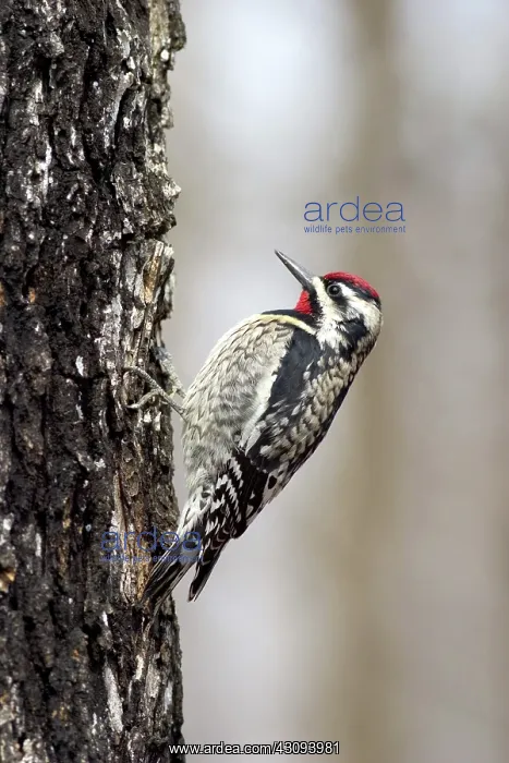 : Yellow-bellied Sapsucker : Yellow-bellied Sapsucker