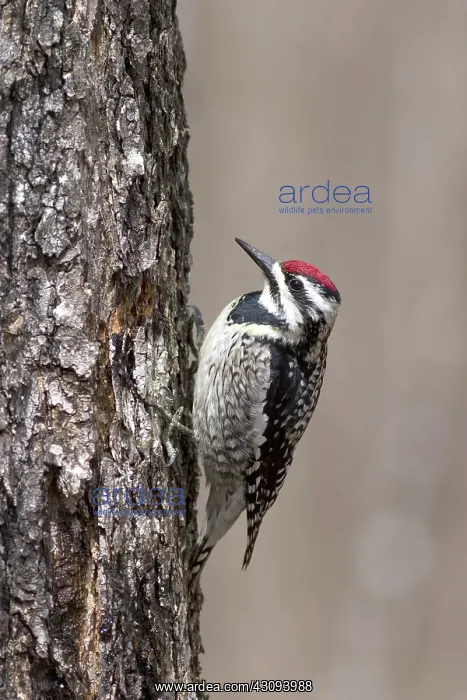 : Yellow-bellied Sapsucker : Yellow-bellied Sapsucker