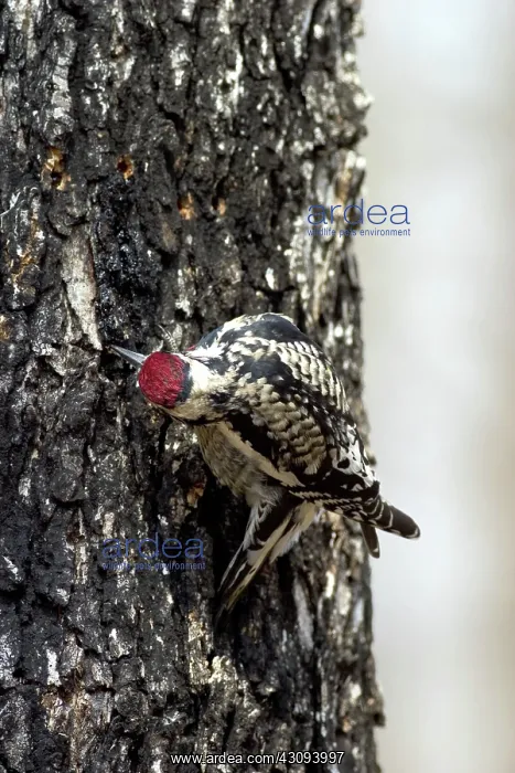: Yellow-bellied Sapsucker : Yellow-bellied Sapsucker