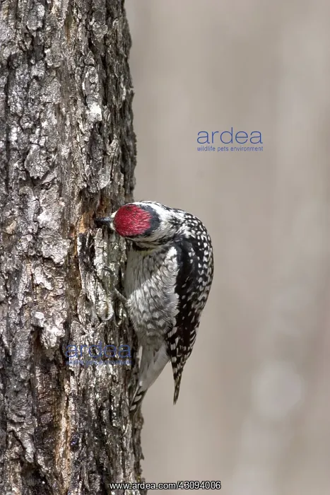 : Yellow-bellied Sapsucker : Yellow-bellied Sapsucker