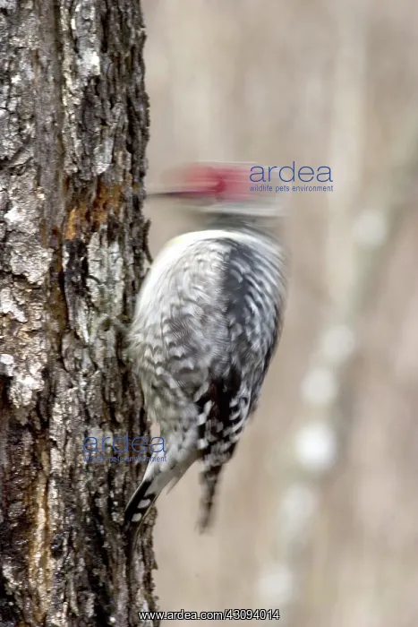 : Yellow-bellied Sapsucker : Yellow-bellied Sapsucker
