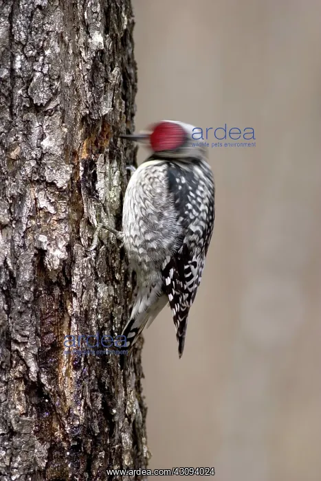 : Yellow-bellied Sapsucker : Yellow-bellied Sapsucker