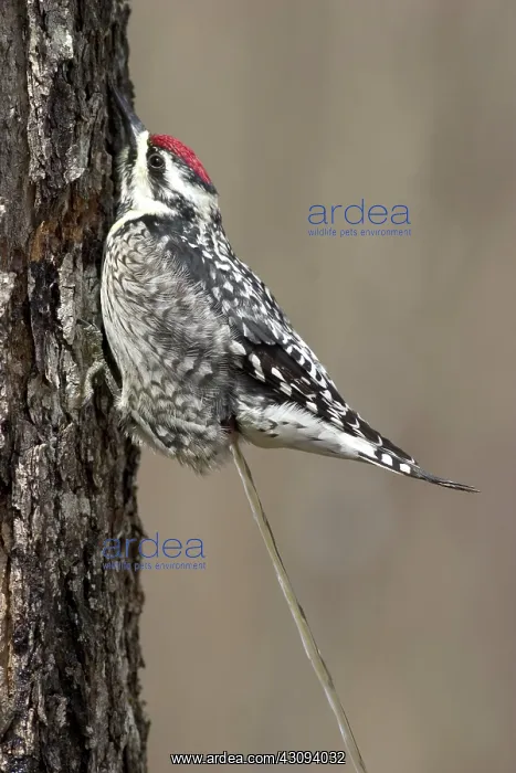 : Yellow-bellied Sapsucker : Yellow-bellied Sapsucker