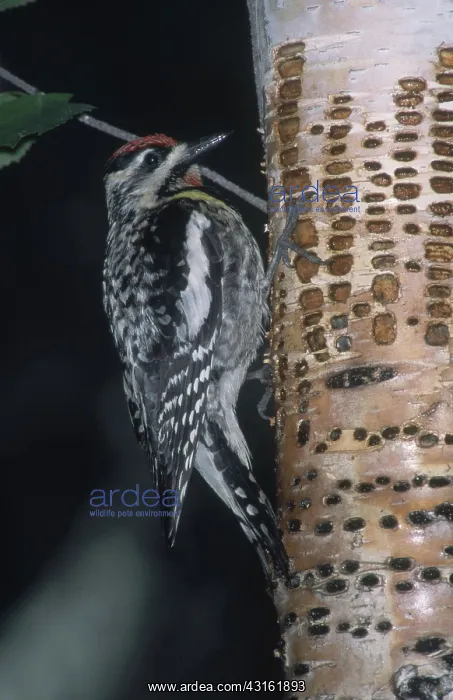 : Yellow-bellied Sapsucker : Yellow-bellied Sapsucker