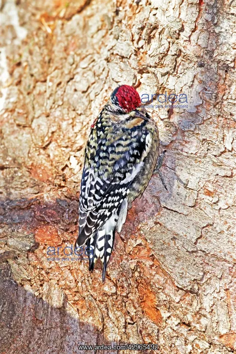 : Yellow-bellied Sapsucker - Immature bird in it's : Yellow-bellied Sapsucker - Immature bird in it's