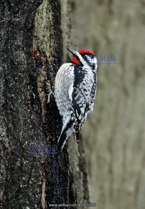 : Yellow-bellied Sapsucker - at sap well : Yellow-bellied Sapsucker - at sap well