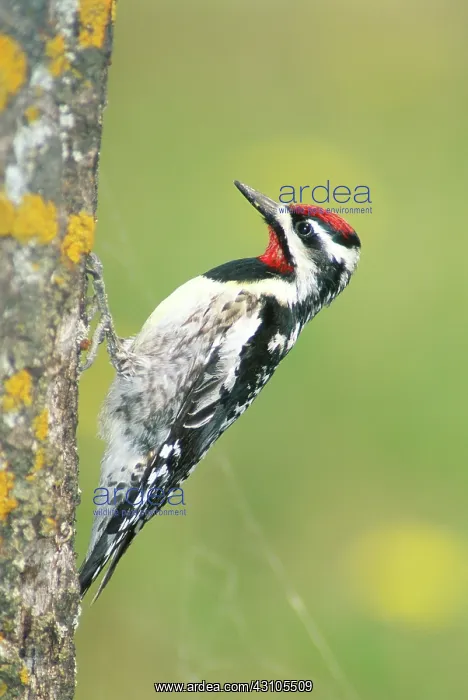 : Yellow-bellied Sapsucker on tree : Yellow-bellied Sapsucker on tree