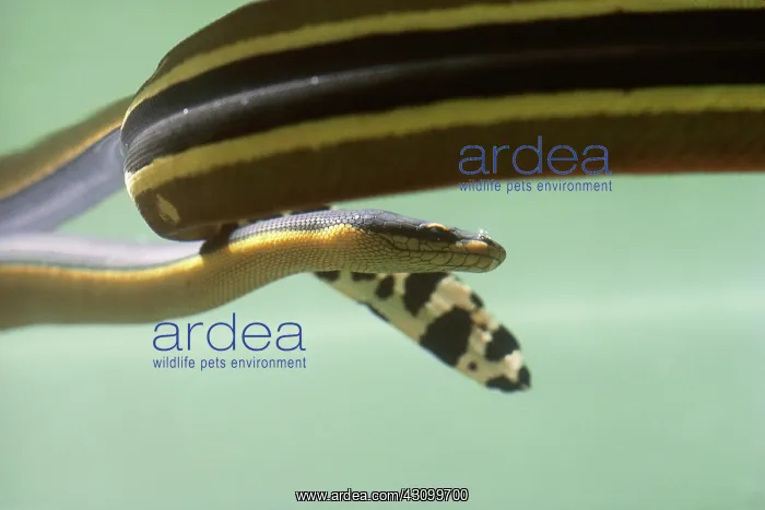 : Yellow-bellied sea snake : Yellow-bellied sea snake