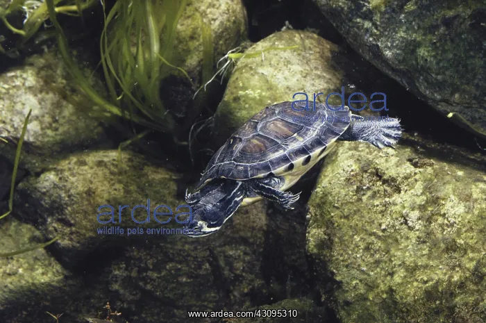 : Yellow-bellied Slider : Yellow-bellied Slider