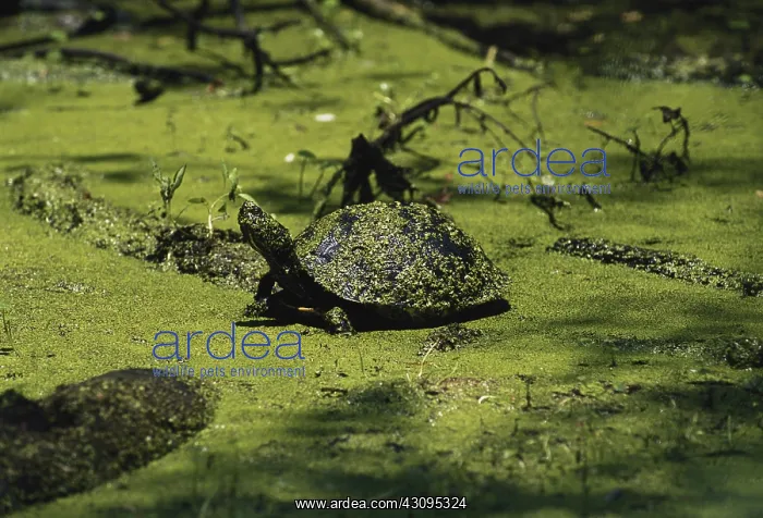 : Yellow-bellied Slider : Yellow-bellied Slider