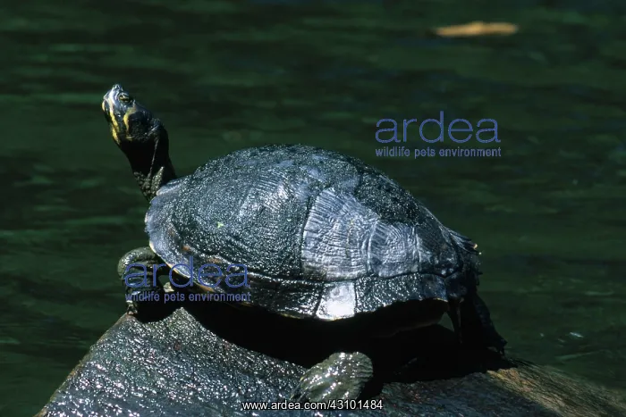 : Yellow-Bellied Slider : Yellow-Bellied Slider