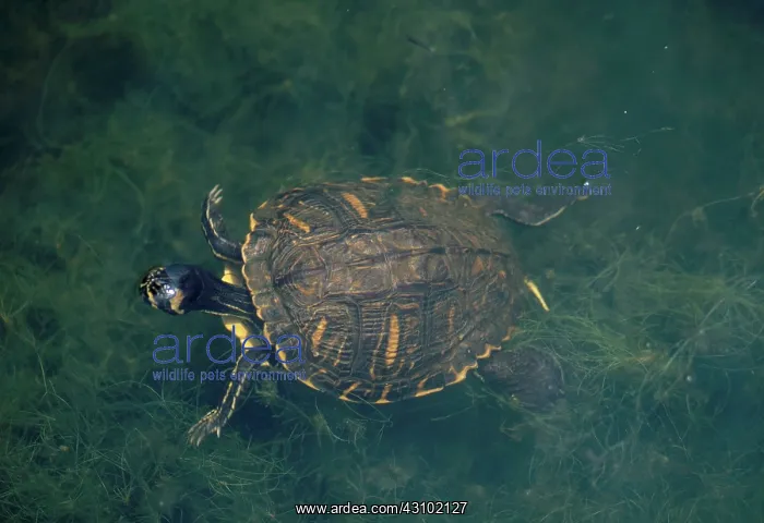 : Yellow Bellied Slider : Yellow Bellied Slider