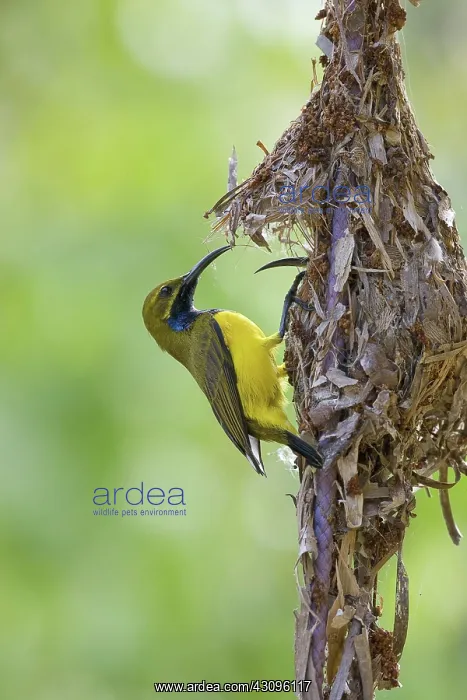 : Yellow-bellied Sunbird : Yellow-bellied Sunbird