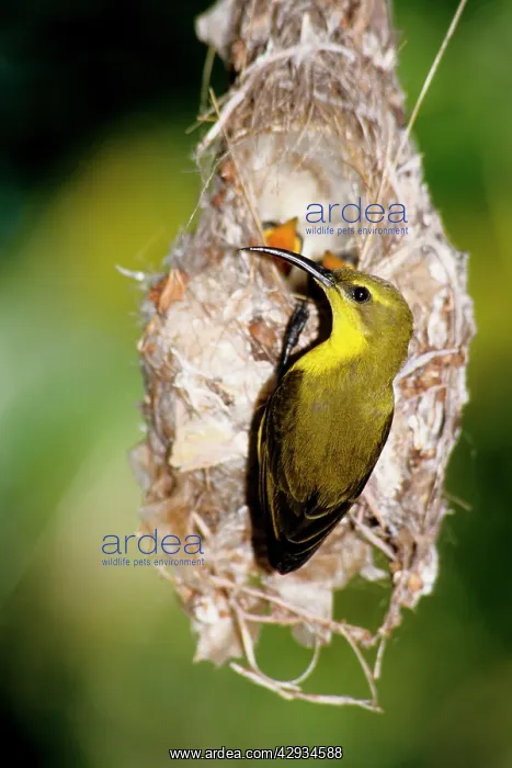 : Yellow-bellied sunbird (Nectarinia jugularis) : Yellow-bellied sunbird (Nectarinia jugularis)