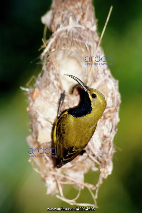 : Yellow-bellied sunbird (Nectarinia jugularis) : Yellow-bellied sunbird (Nectarinia jugularis)