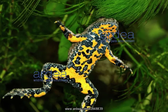 : Yellow-bellied Toad : Yellow-bellied Toad
