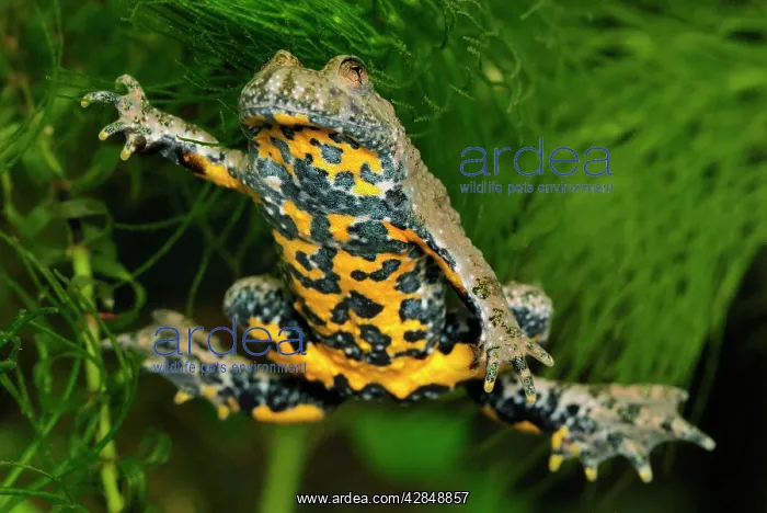 : Yellow-bellied Toad : Yellow-bellied Toad