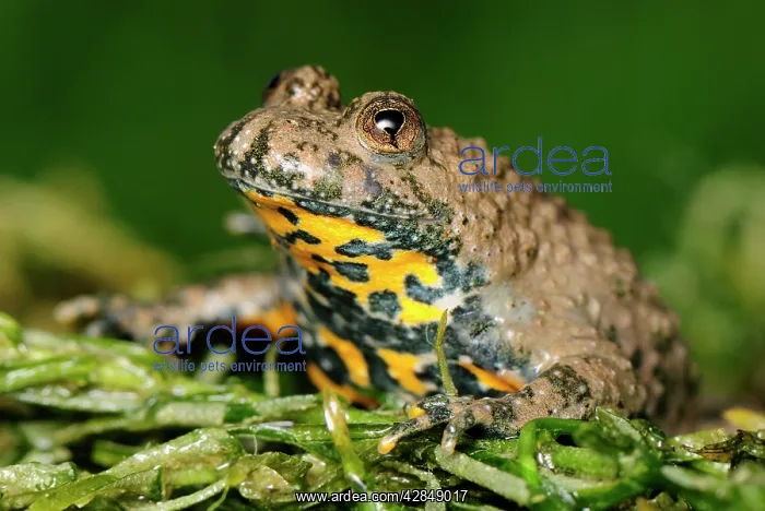 : Yellow-bellied Toad : Yellow-bellied Toad