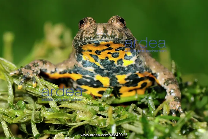 : Yellow-bellied Toad : Yellow-bellied Toad