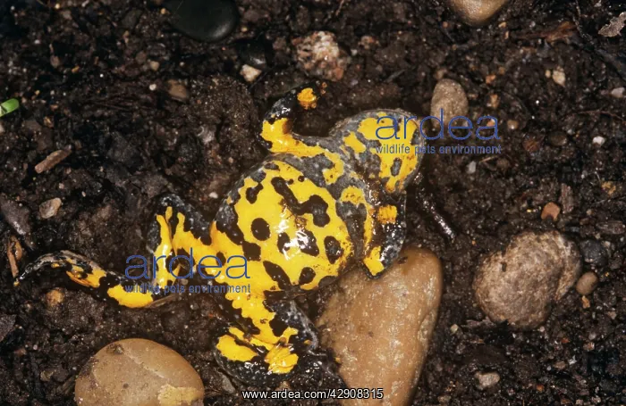  : Yellow-bellied TOAD