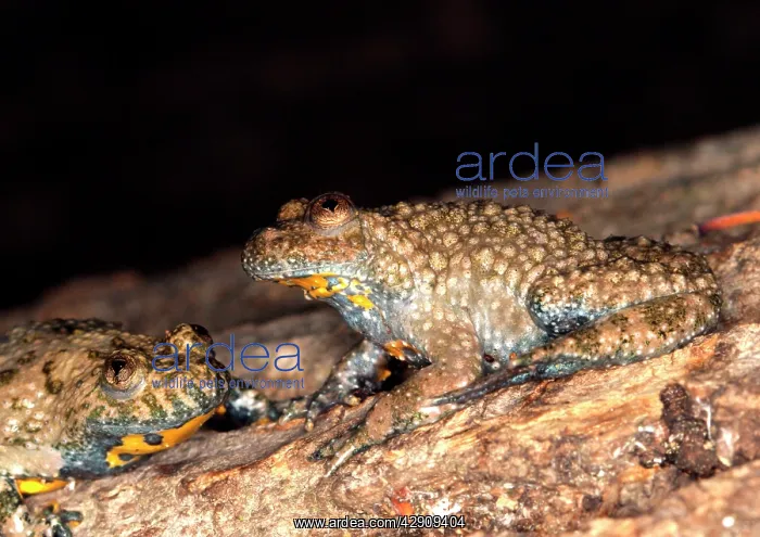 : Yellow-bellied Toad : Yellow-bellied Toad