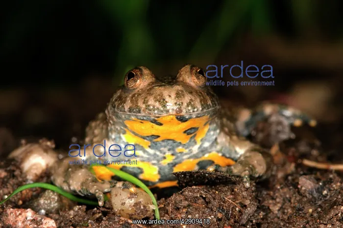  : Yellow-bellied Toad