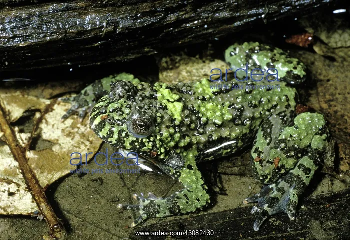: Yellow-Bellied Toad : Yellow-Bellied Toad