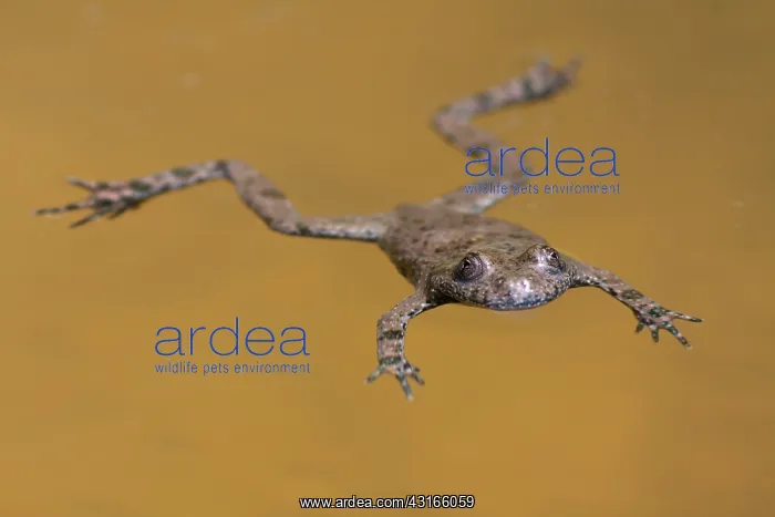 : Yellow-bellied Toad : Yellow-bellied Toad