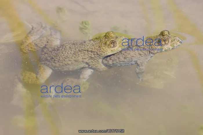 : Yellow-bellied Toad : Yellow-bellied Toad