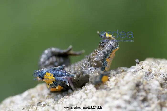 : Yellow-bellied Toad : Yellow-bellied Toad