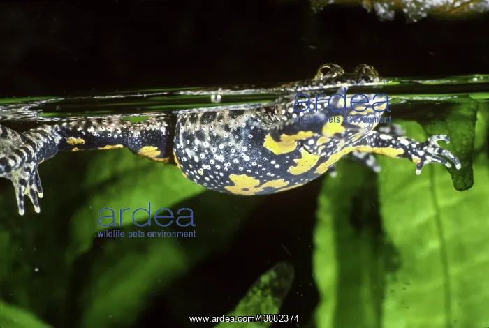 : Yellow-bellied Toad (Bombina variegata) : Yellow-bellied Toad (Bombina variegata)