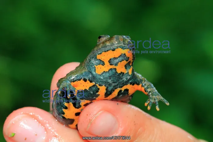 : Yellow-bellied Toad (Bombina variegata) hanging : Yellow-bellied Toad (Bombina variegata) hanging