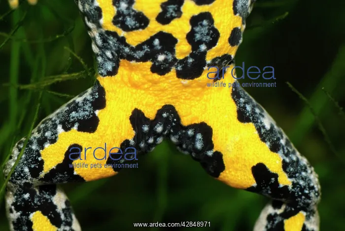  : Yellow-bellied Toad - close-up of underside