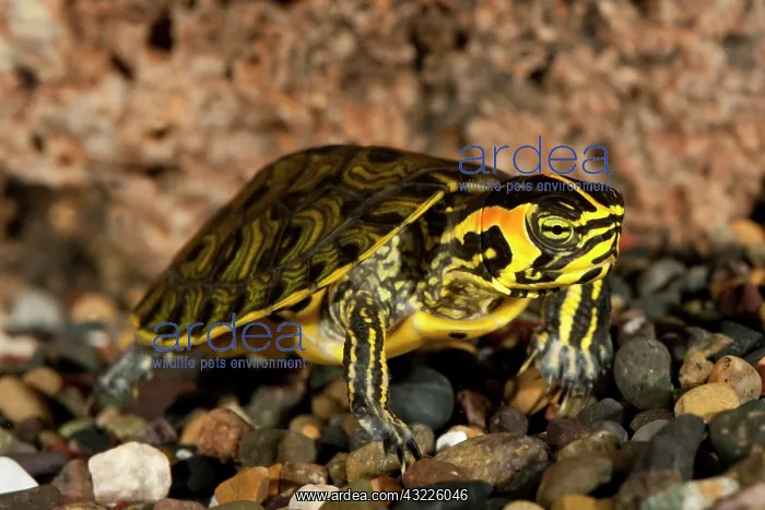  : Yellow Bellied Turtle, Chrysemys scripta