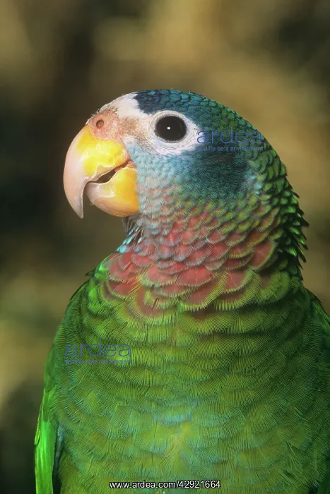 : YELLOW BILLED AMAZON PARROT CU : YELLOW BILLED AMAZON PARROT CU