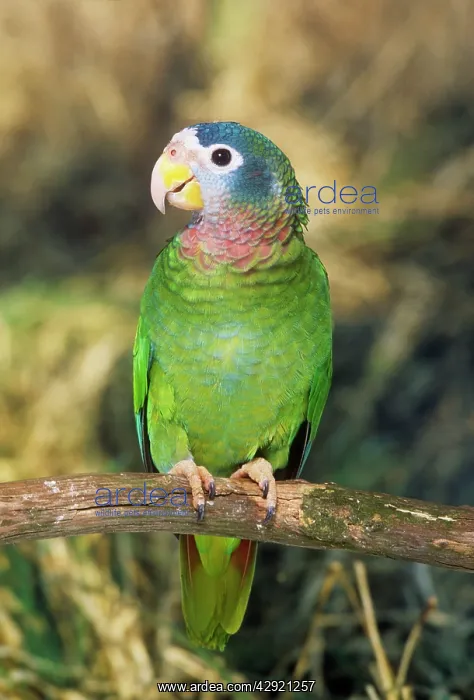 : Yellow-billed Amazon Parrot - perched on branchS : Yellow-billed Amazon Parrot - perched on branchS