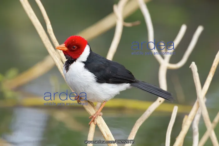 : Yellow-billed Cardinal : Yellow-billed Cardinal