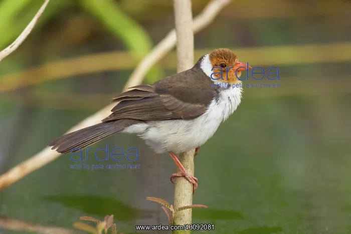 : Yellow-billed Cardinal : Yellow-billed Cardinal