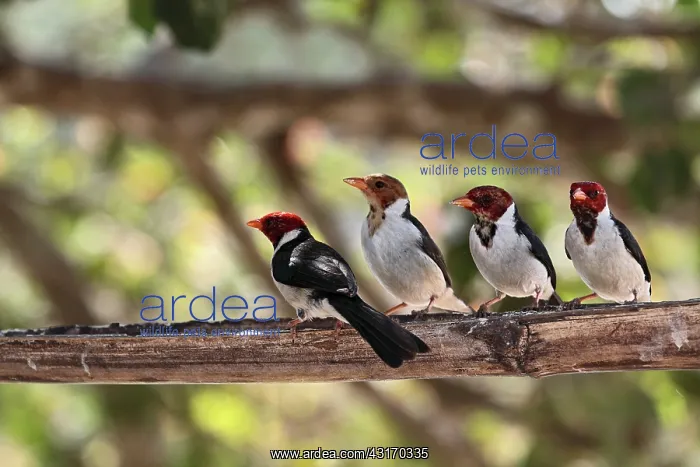 : Yellow-billed Cardinal : Yellow-billed Cardinal
