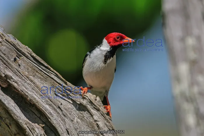 : Yellow-billed Cardinal, Pantanal Wetlands, Mato : Yellow-billed Cardinal, Pantanal Wetlands, Mato