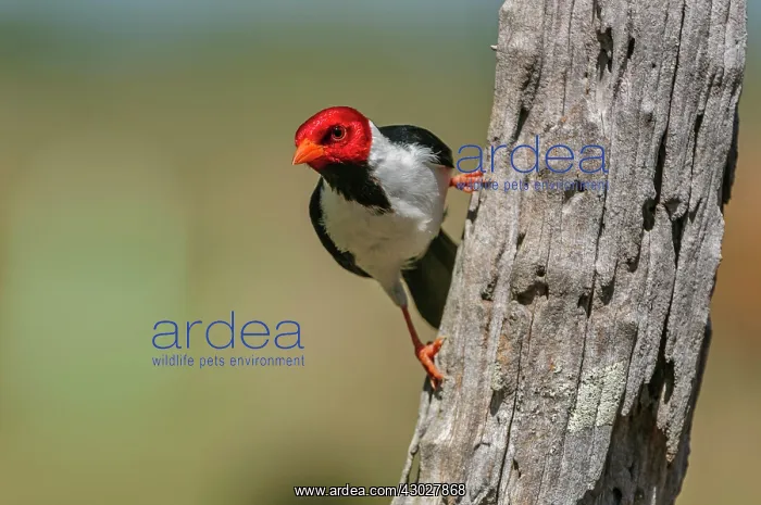 : Yellow-billed Cardinal, Pantanal Wetlands, Mato : Yellow-billed Cardinal, Pantanal Wetlands, Mato