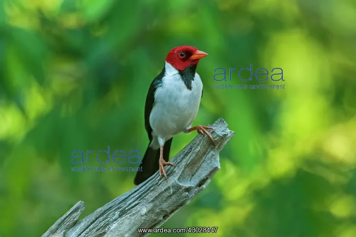: Yellow-billed Cardinal, Pantanal Wetlands, Mato : Yellow-billed Cardinal, Pantanal Wetlands, Mato