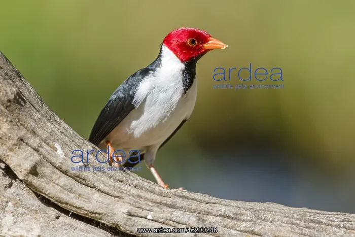 : Yellow-billed Cardinal (Paroaria capitata) stan : Yellow-billed Cardinal (Paroaria capitata) stan