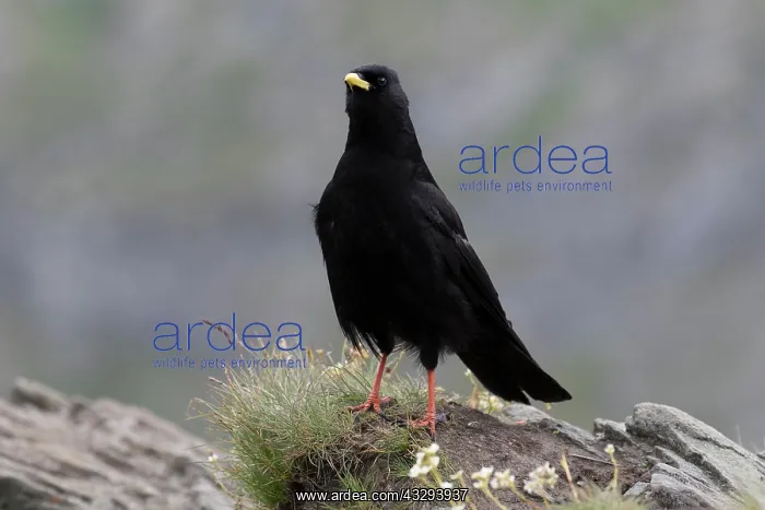  : Yellow-billed Chough, Alpine Chough - adult bird in the Hohe