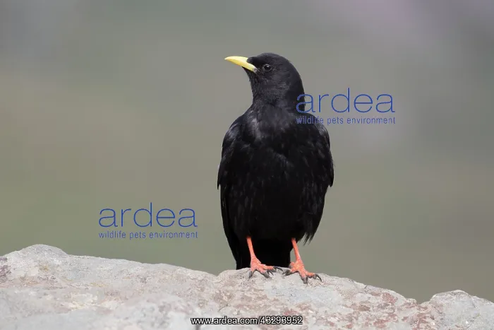 : Yellow-billed Chough, Alpine Chough - adult bird in the Hohe : Yellow-billed Chough, Alpine Chough - adult bird in the Hohe