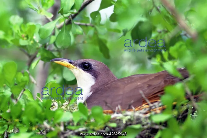 : Yellow-billed Cuckoo - on nest : Yellow-billed Cuckoo - on nest