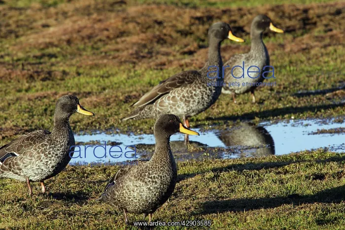: Yellow-billed Duck : Yellow-billed Duck