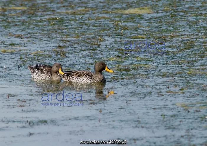 : Yellow-billed Duck : Yellow-billed Duck