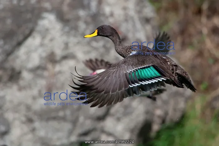 : Yellow-billed Duck : Yellow-billed Duck